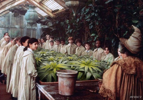 Herbology Lesson